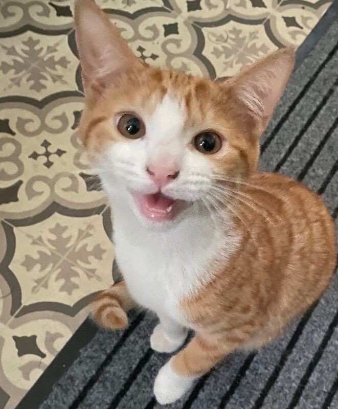 4 month old kittens for sale in Newcastle upon Tyne, Tyne and Wear