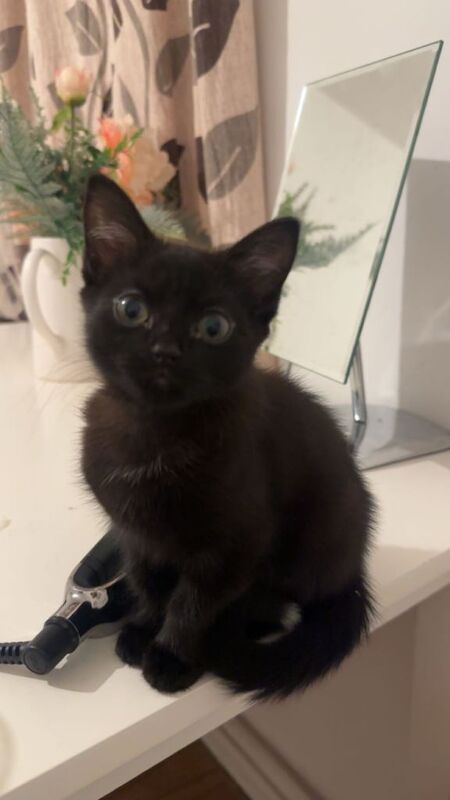 British Shorthair kittens for sale in Bow, London – 3 months old