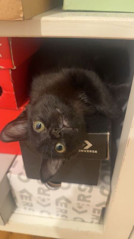 British Shorthair kittens for sale in Bow, London – 3 months old - Image 2 of 4