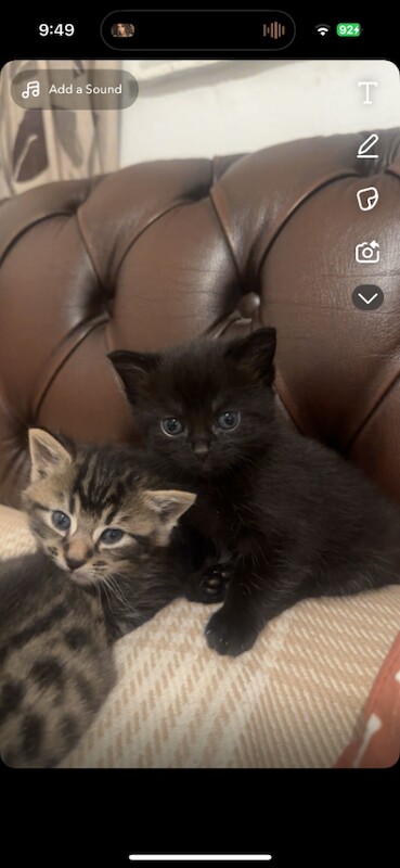 British Shorthair kittens for sale in Bow, London – 3 months old - Image 3 of 4
