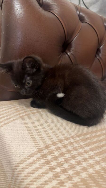 British Shorthair kittens for sale in Bow, London – 3 months old - Image 4 of 4