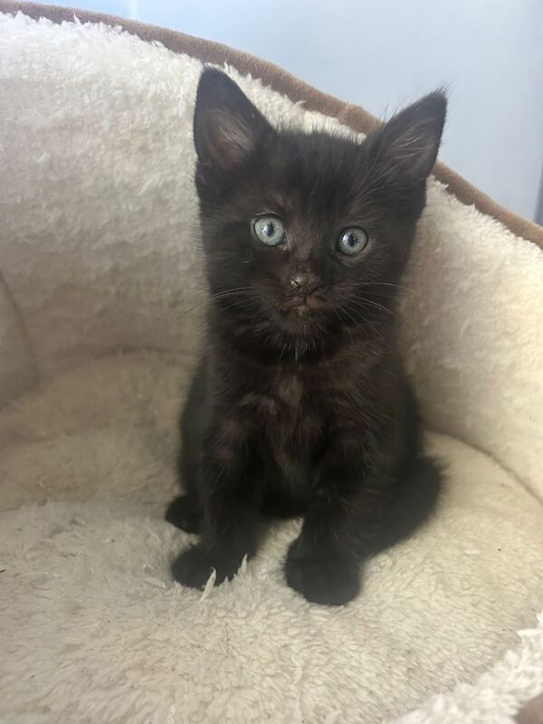 4 stunning kittens two make & two female 8 weeks old ready new homes