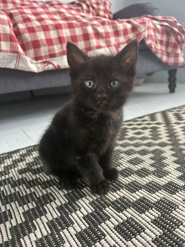 4 stunning kittens two make & two female 8 weeks old ready new homes - Image 2 of 5