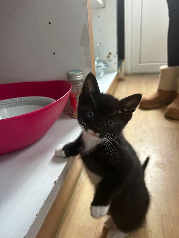 4 stunning kittens two make & two female 8 weeks old ready new homes - Image 3 of 5