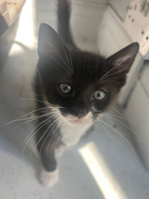 4 stunning kittens two make & two female 8 weeks old ready new homes - Image 4 of 5