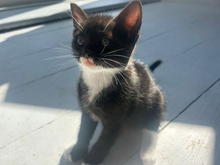 4 stunning kittens two make & two female 8 weeks old ready new homes - Image 5 of 5