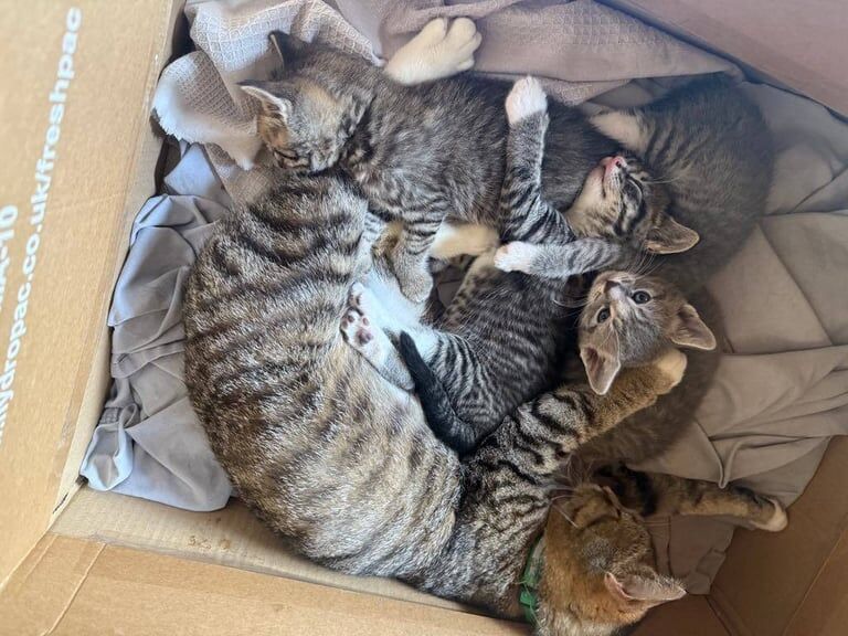 4 X Short Haired Cross Kittens - Tabby & Grey - 3 Boys & 1 Girl for sale in Shinfield, Berkshire