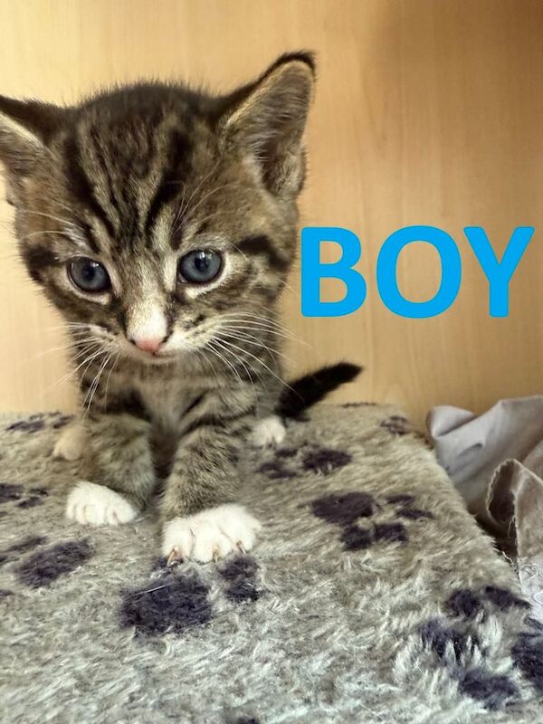 4 X Short Haired Cross Kittens - Tabby & Grey - 3 Boys & 1 Girl for sale in Shinfield, Berkshire | Image 2