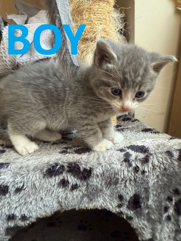 4 X Short Haired Cross Kittens - Tabby & Grey - 3 Boys & 1 Girl for sale in Shinfield, Berkshire | Image 3