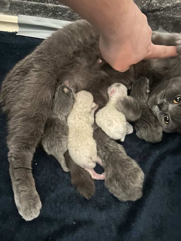 5 adorable kittens for sale (3m 2f)