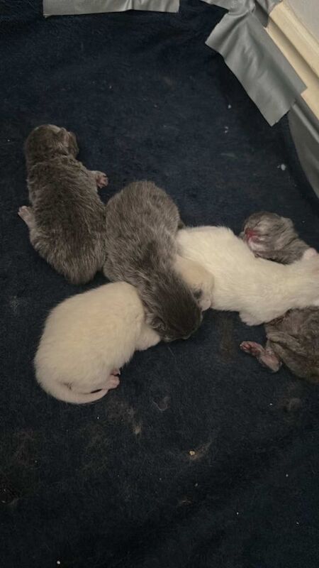 5 adorable kittens for sale (3m 2f) - Image 2 of 4