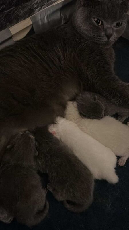 5 adorable kittens for sale (3m 2f) - Image 3 of 4