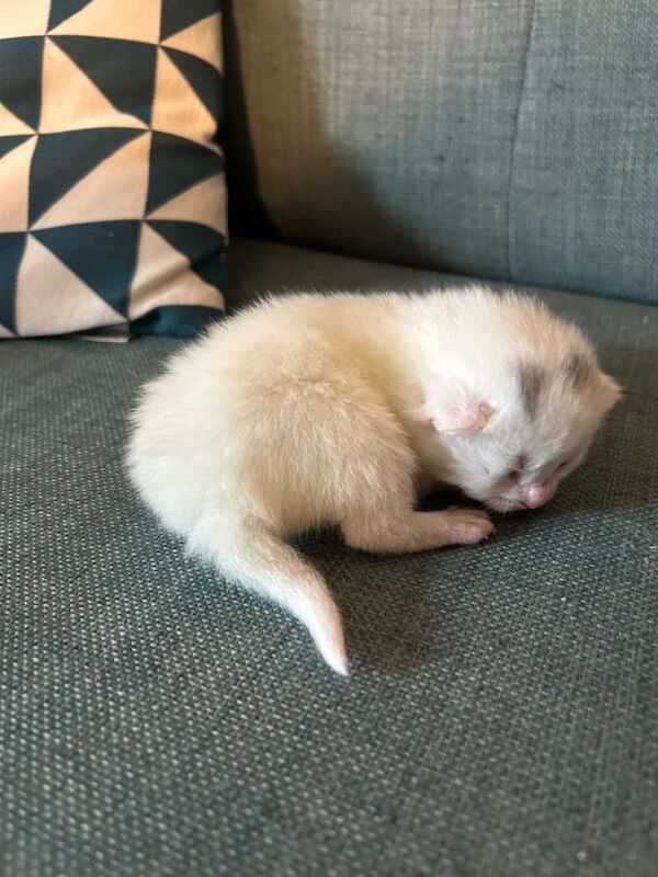 5 adorable kittens for sale (3m 2f) - Image 4 of 4