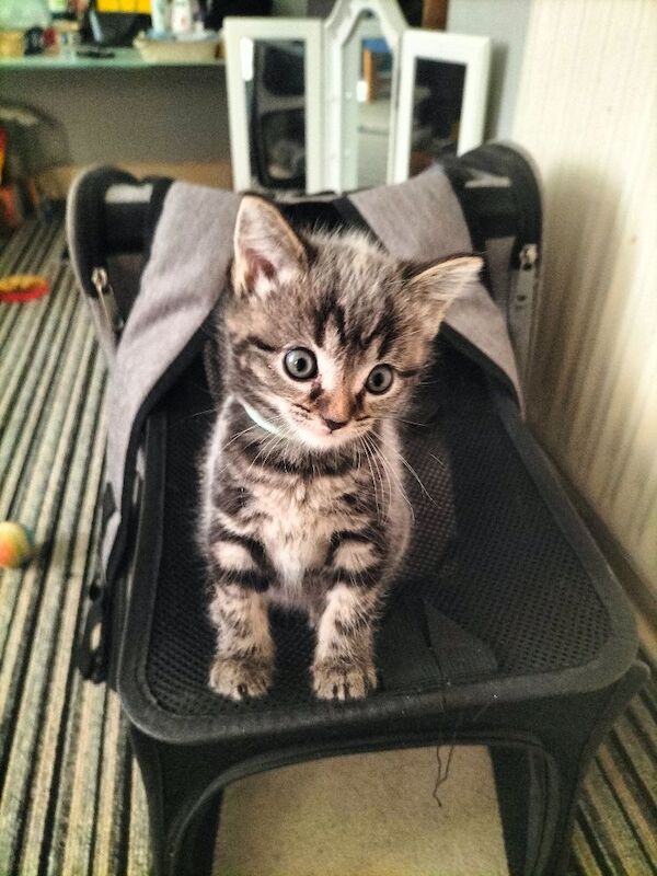 British Shorthair Kittens For Sale