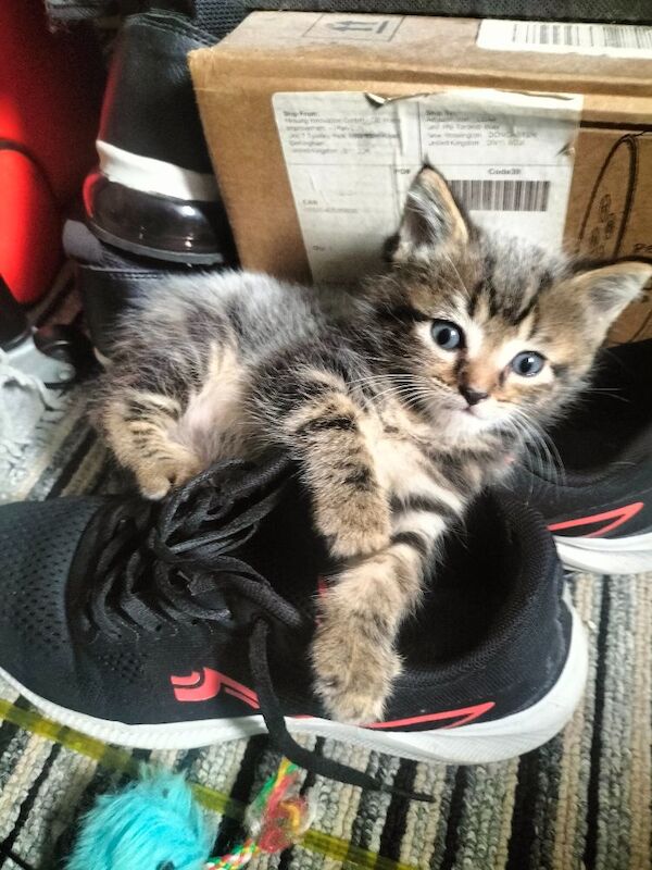 5 Beautiful fluffy sliver tabby kittens for sale