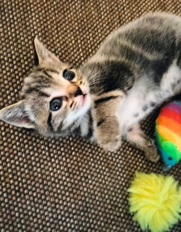 5 Beautiful fluffy sliver tabby kittens for sale - Image 3 of 14