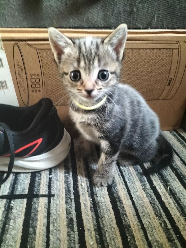 5 Beautiful fluffy sliver tabby kittens for sale - Image 4 of 14