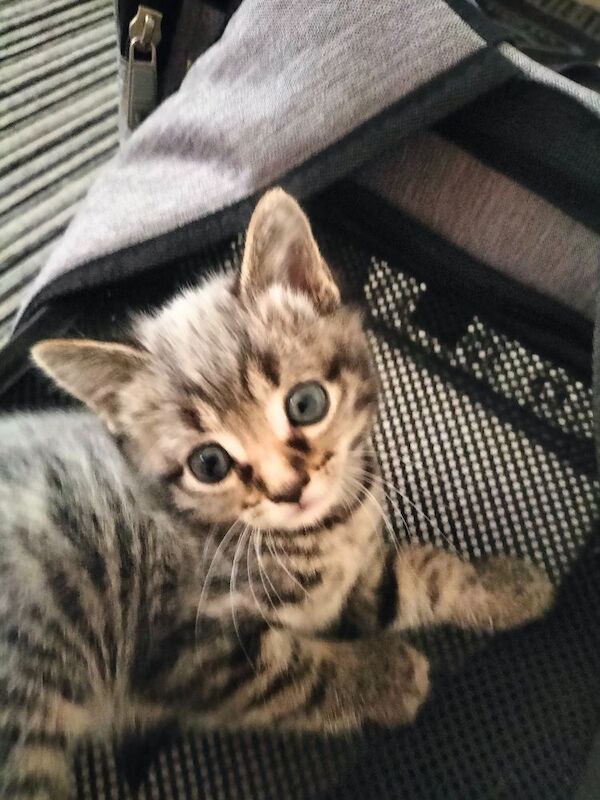 5 Beautiful fluffy sliver tabby kittens for sale - Image 5 of 14