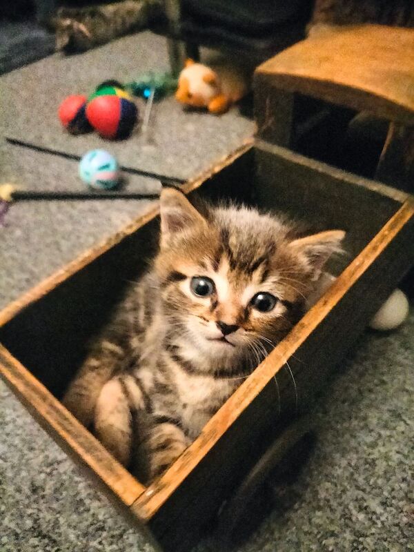 5 Beautiful fluffy sliver tabby kittens for sale - Image 6 of 14