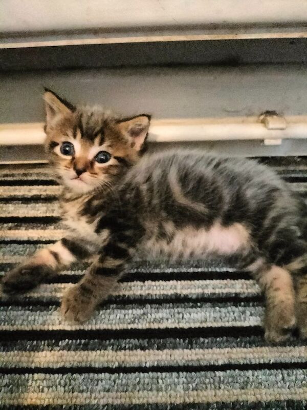 5 Beautiful fluffy sliver tabby kittens for sale - Image 7 of 14