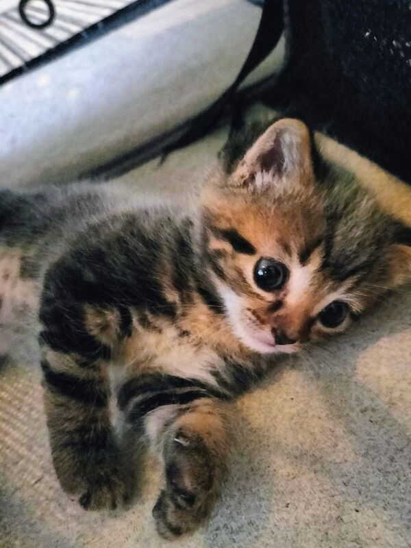 5 Beautiful fluffy sliver tabby kittens for sale - Image 8 of 14