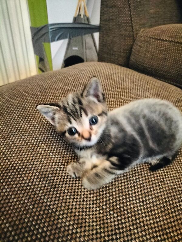 5 Beautiful fluffy sliver tabby kittens for sale - Image 9 of 14