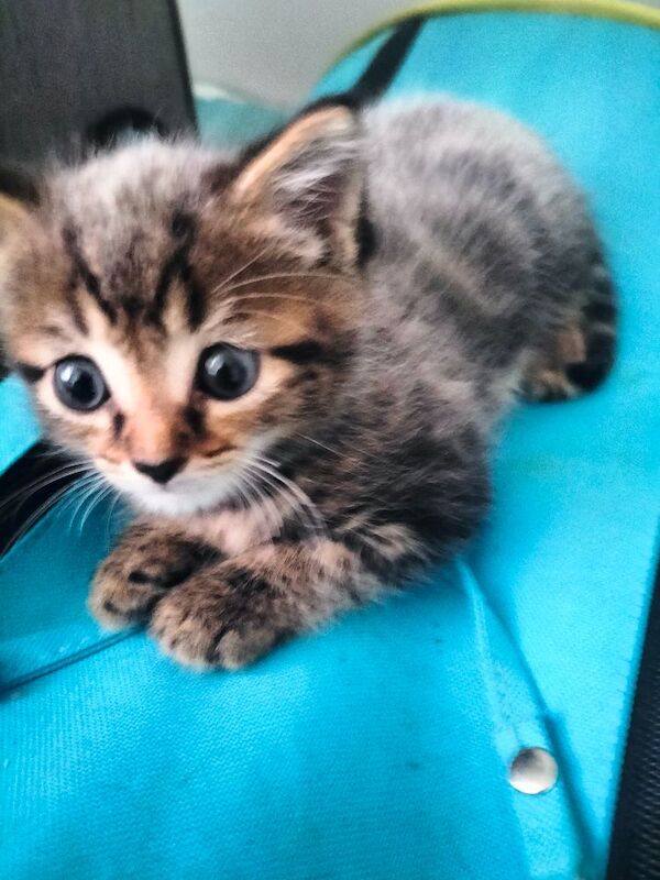 5 Beautiful fluffy sliver tabby kittens for sale - Image 10 of 14