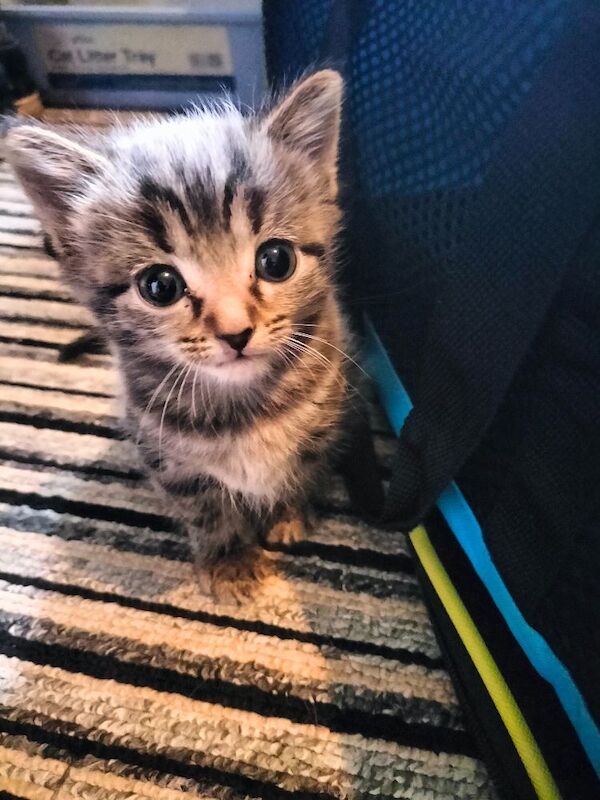 5 Beautiful fluffy sliver tabby kittens for sale - Image 11 of 14