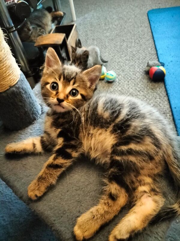 5 Beautiful fluffy sliver tabby kittens for sale - Image 12 of 14