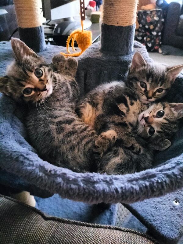 5 Beautiful fluffy sliver tabby kittens for sale - Image 13 of 14