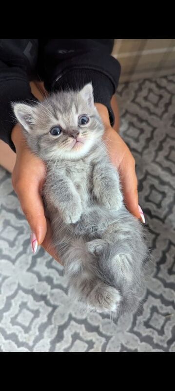 British Shorthair kittens for sale in Lisburn, County Down – 5 weeks old - Image 1 of 3