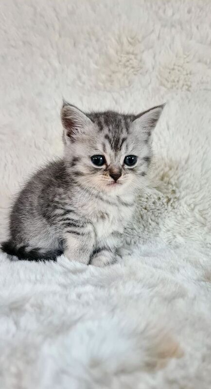 British Shorthair kittens for sale in Lisburn, County Down – 5 weeks old - Image 2 of 3