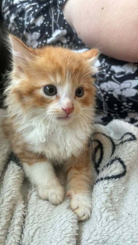5 beautiful kittens looking for their forever homes - Image 2 of 6