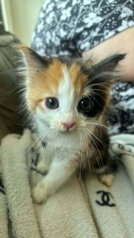 5 beautiful kittens looking for their forever homes - Image 3 of 6