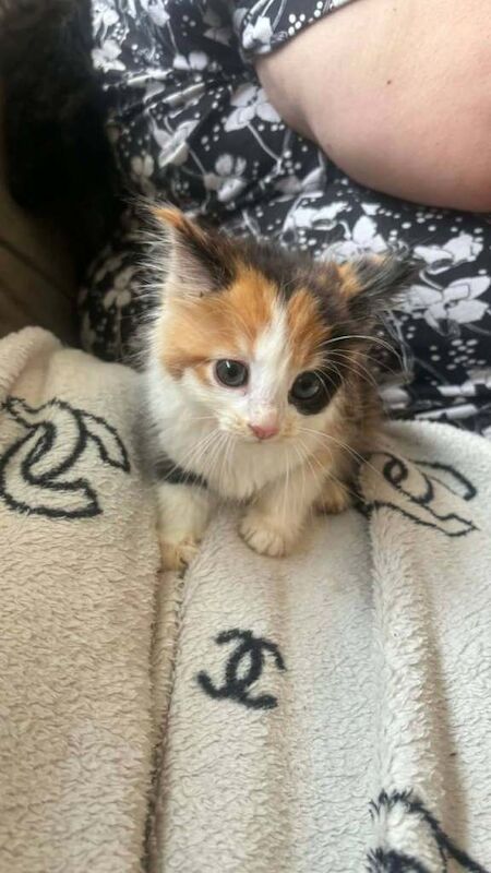 5 beautiful kittens looking for their forever homes - Image 4 of 6