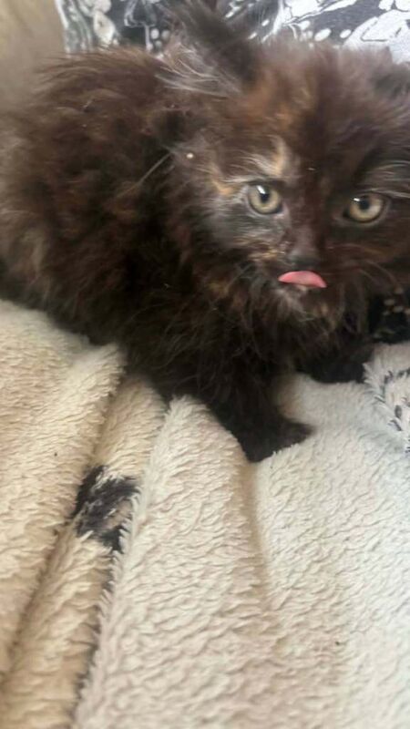 5 beautiful kittens looking for their forever homes - Image 5 of 6