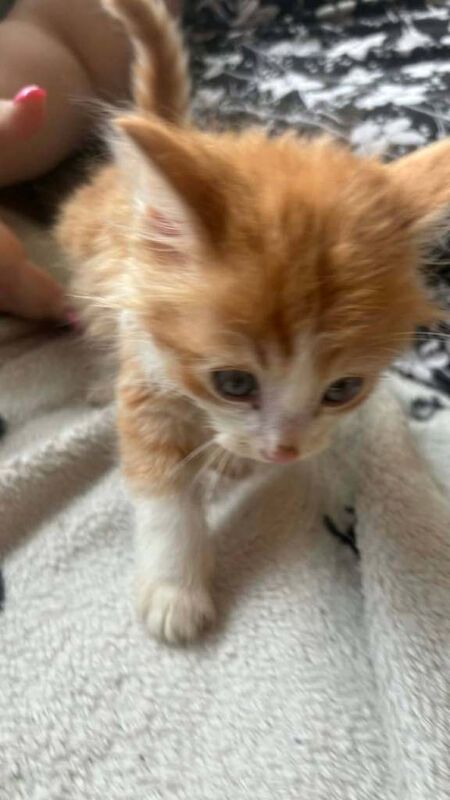 5 beautiful kittens looking for their forever homes - Image 6 of 6