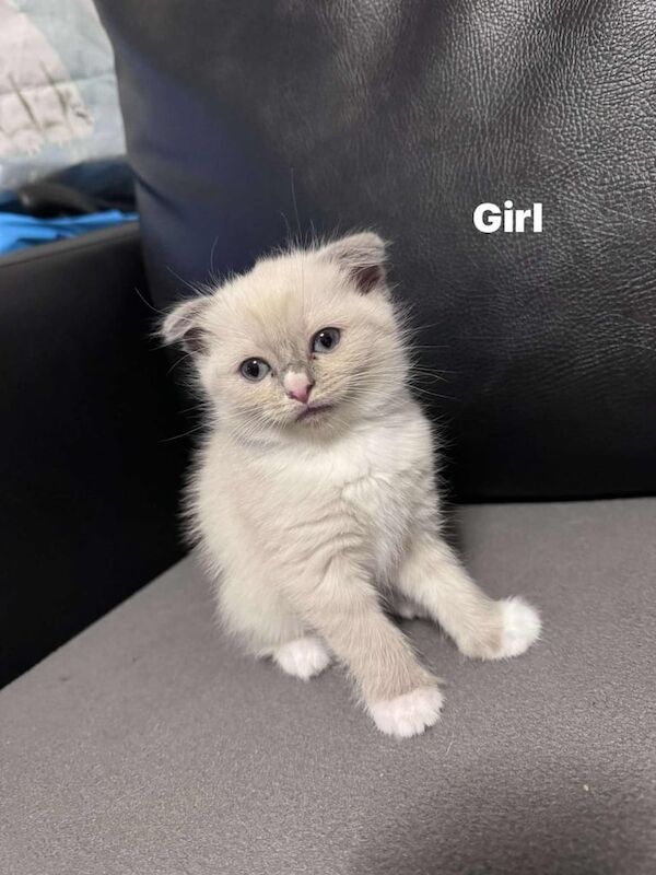 British Shorthair kittens for sale in Perth, Perth and Kinross β 6 weeks old