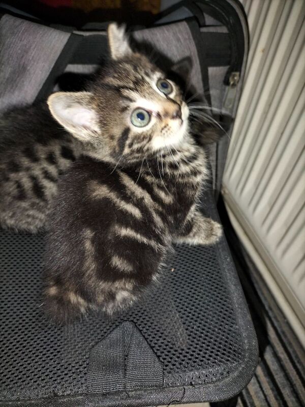 British Shorthair kittens for sale in Portsmouth, Hampshire – 6 weeks old