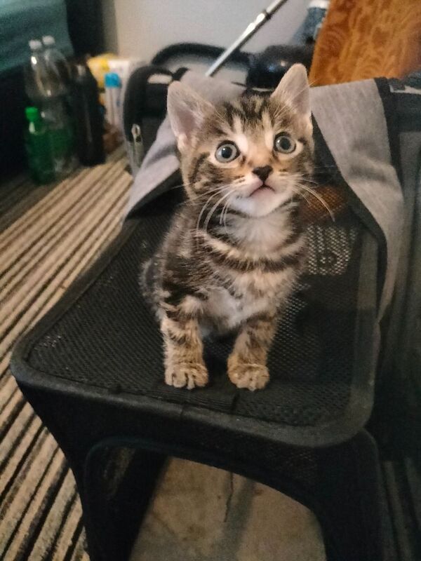 British Shorthair kittens for sale in Portsmouth, Hampshire – 6 weeks old - Image 2 of 10