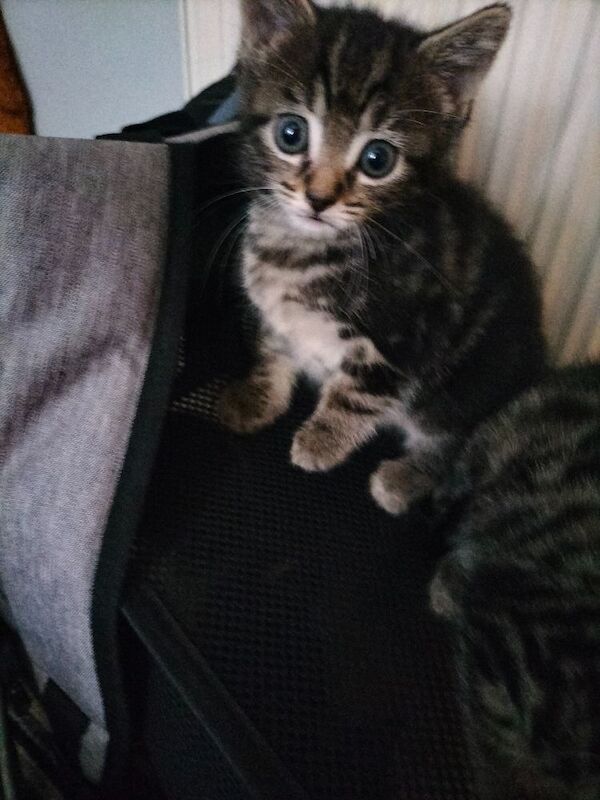 British Shorthair kittens for sale in Portsmouth, Hampshire – 6 weeks old - Image 3 of 10