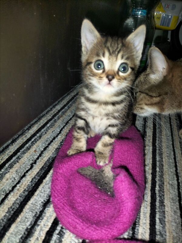 British Shorthair kittens for sale in Portsmouth, Hampshire – 6 weeks old - Image 7 of 10