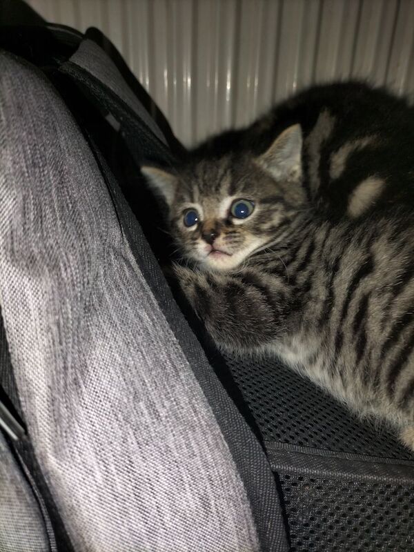 British Shorthair kittens for sale in Portsmouth, Hampshire – 6 weeks old - Image 9 of 10