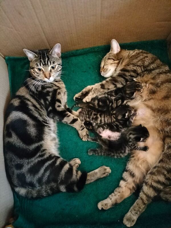 British Shorthair kittens for sale in Portsmouth, Hampshire – 6 weeks old - Image 10 of 10