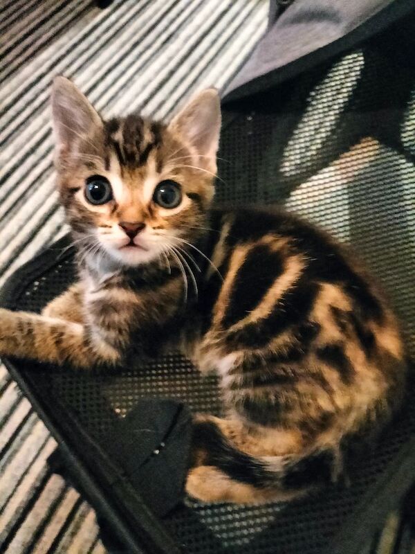 British Shorthair Kittens For Sale Under £300