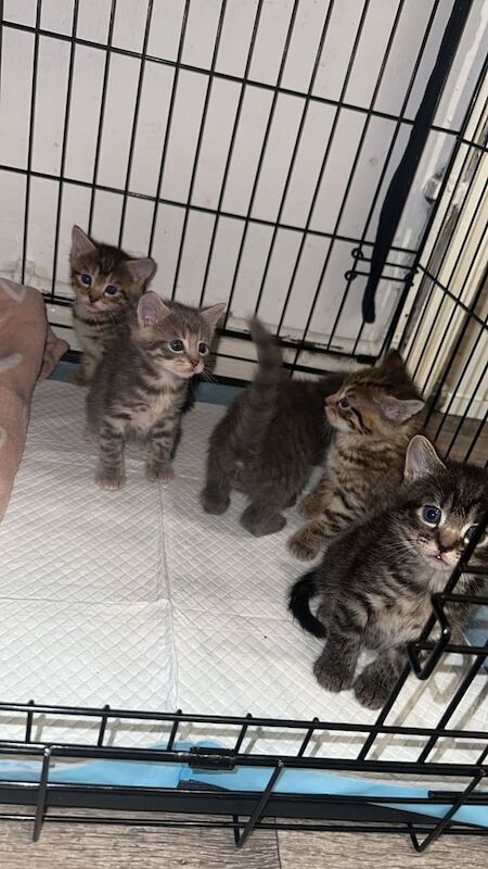 British Shorthair kittens for sale in Ramsgate, Kent – 6 weeks old