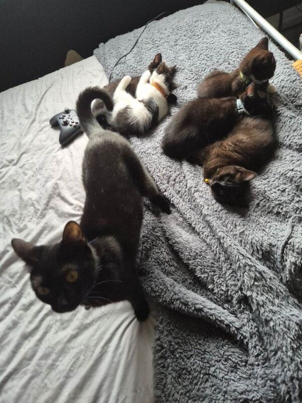 5 british short hair kittens for sale