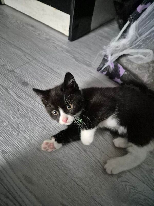 5 british short hair kittens for sale - Image 2 of 6