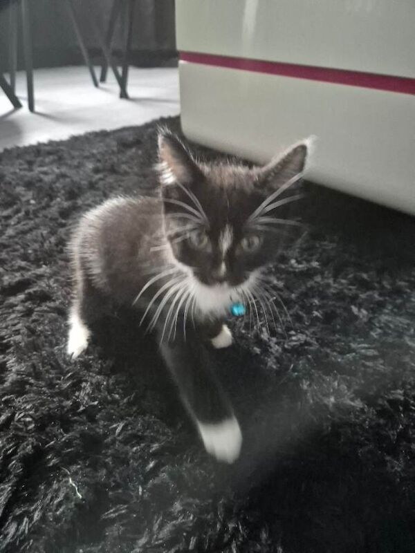 5 british short hair kittens for sale - Image 4 of 6