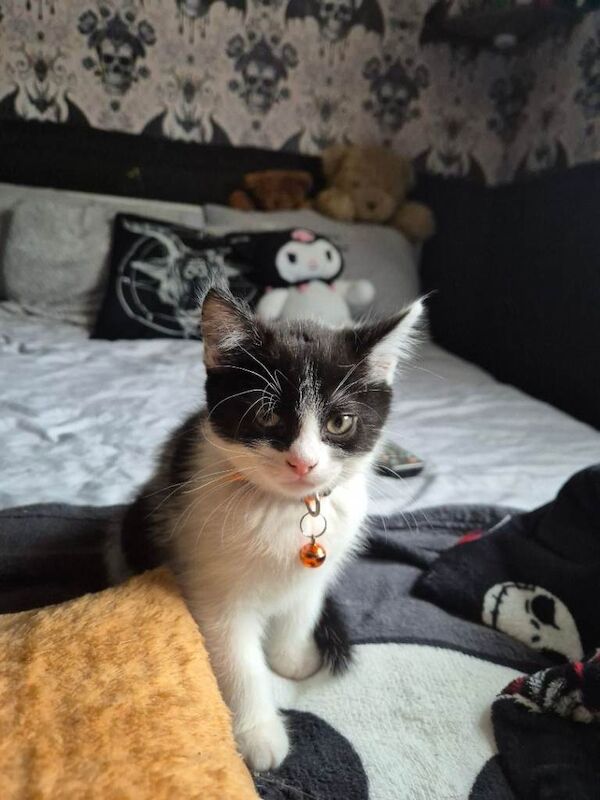 5 british short hair kittens for sale - Image 5 of 6